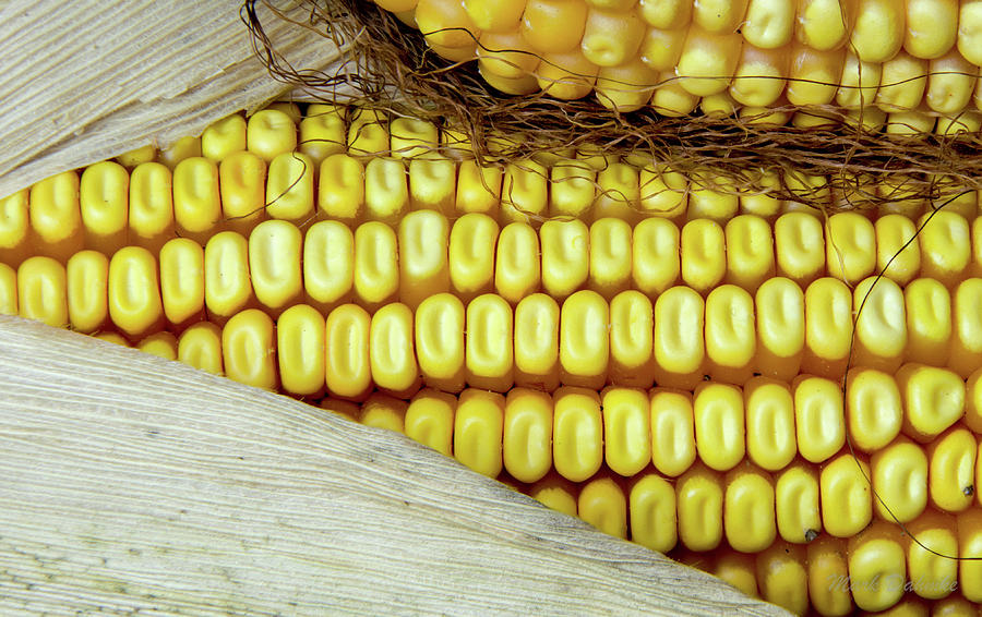 Ears of Corn #2 Photograph by Mark Dahmke