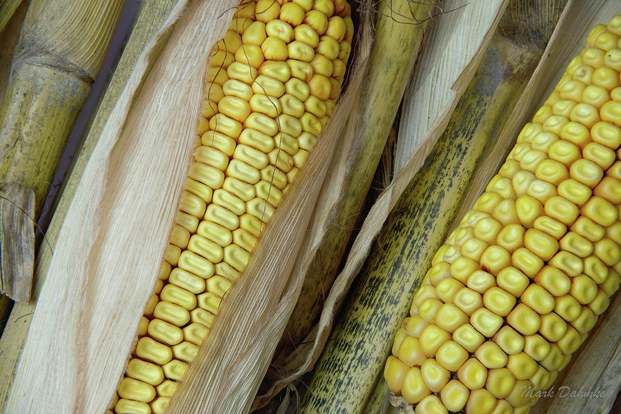 Ears of Corn #3 Photograph by Mark Dahmke