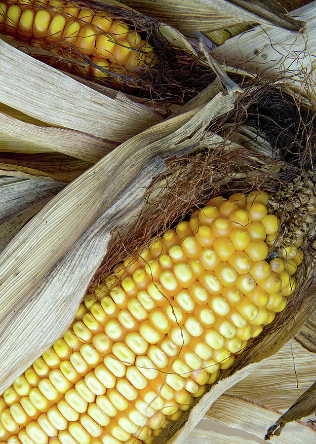 Ears of Corn #4 Photograph by Mark Dahmke