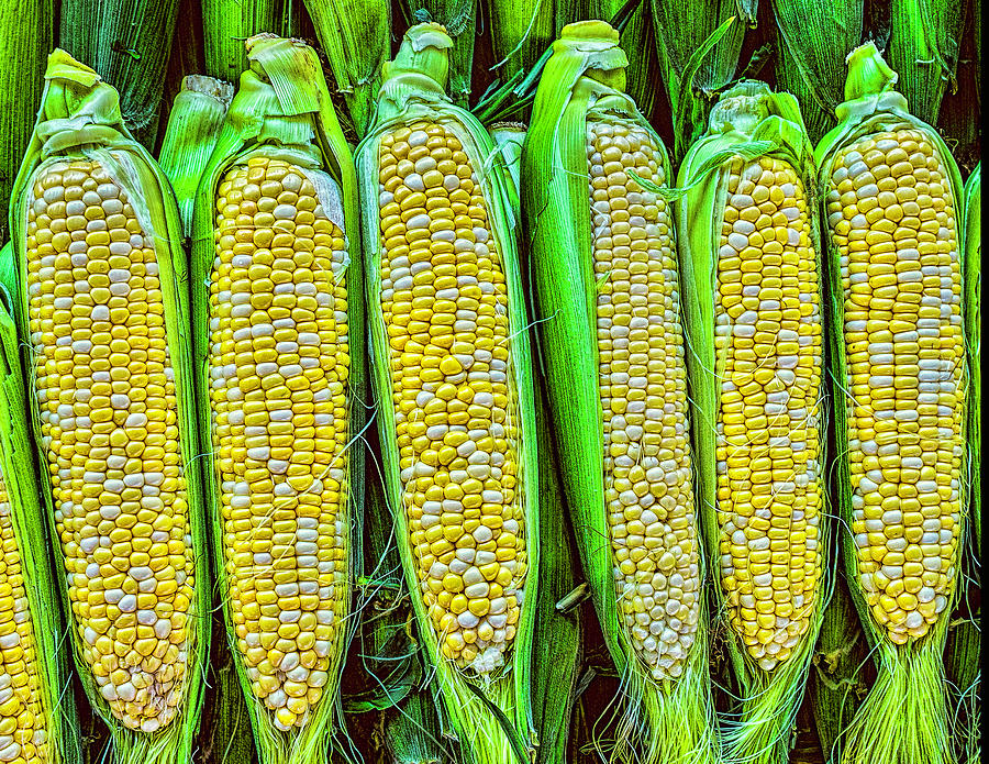 Ears of Corn Photograph by Nick Zelinsky Jr