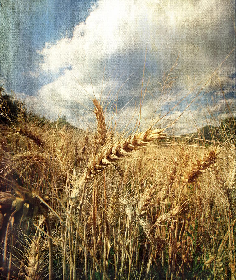 Nature Photograph - Ears of corn by Vittorio Chiampan