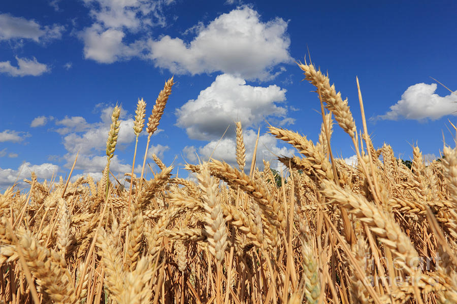 Ears of Wheat Photograph by Julia Gavin