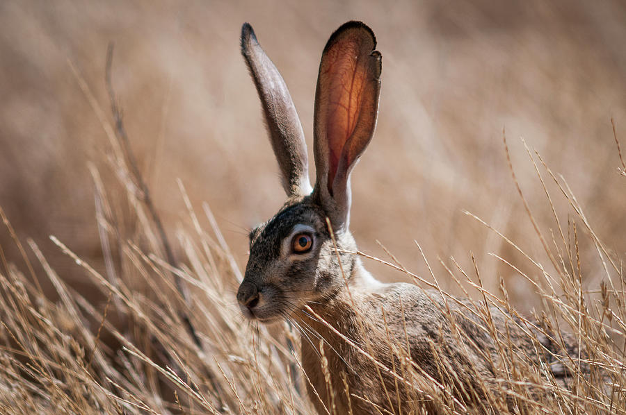 Ears Photograph by Robert Potts