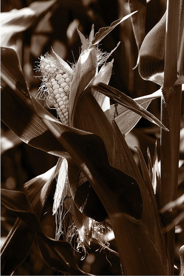 Ears To You Corn - Sepia Photograph by Angela Rath