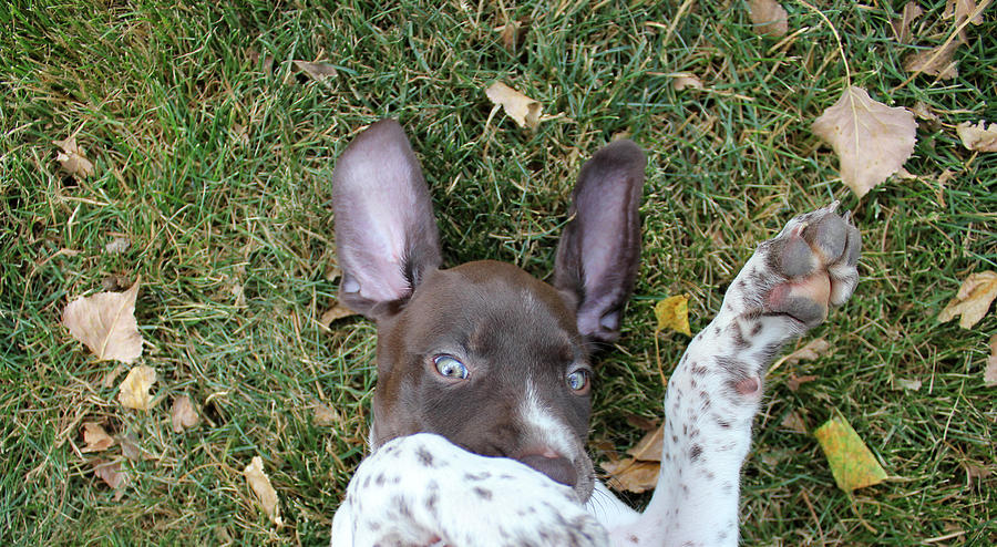 Ears Up Photograph by Brook Burling