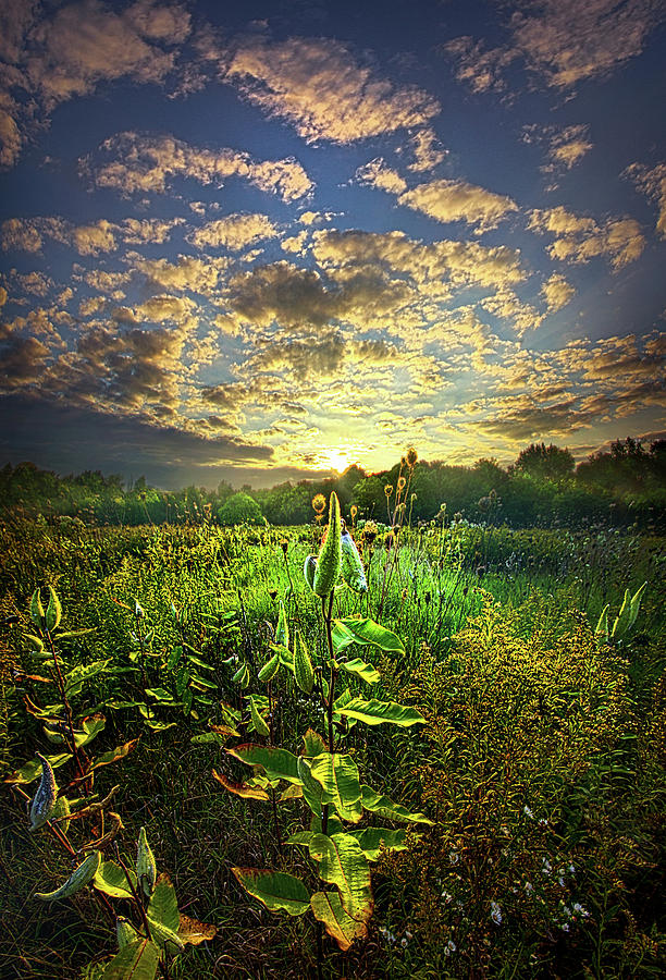Earth Life Photograph by Phil Koch