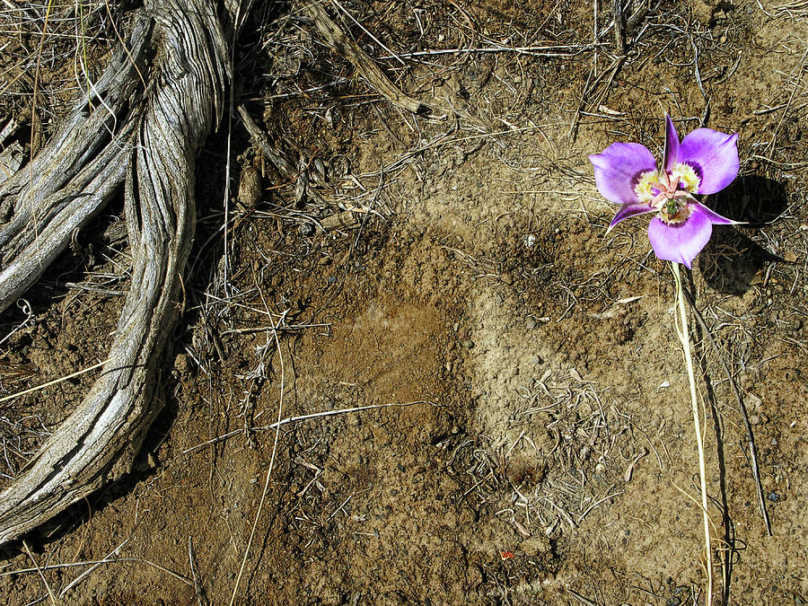 Earth Memories-Desert Flower # 1 Photograph by Ed Hall
