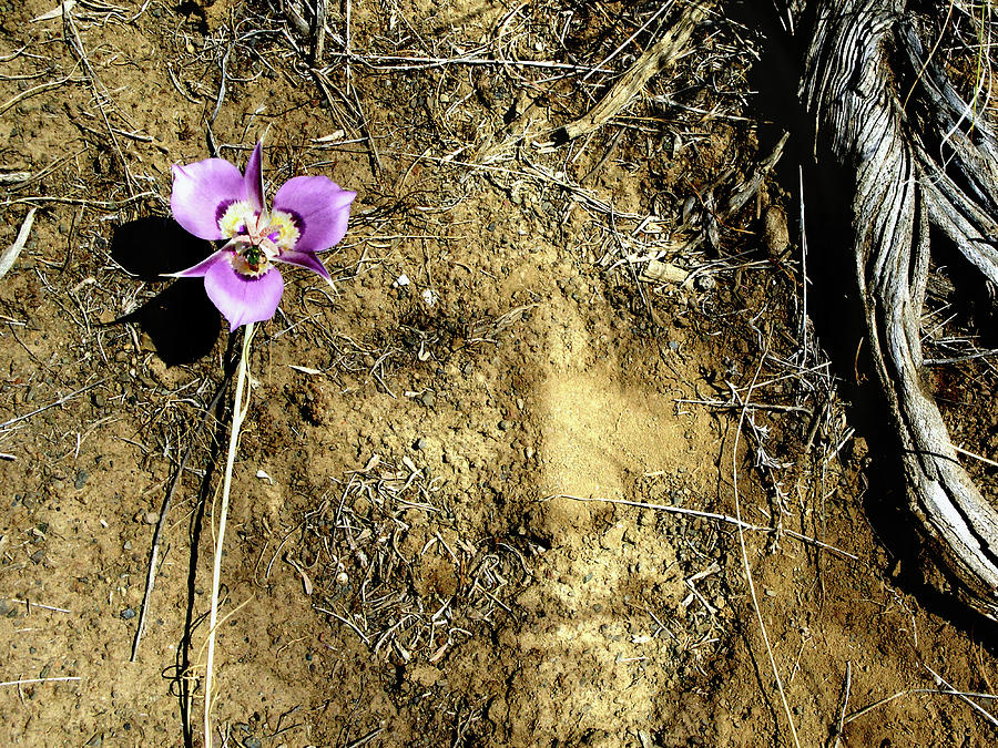 Earth Memories - Desert Flower # 2 Photograph by Ed Hall