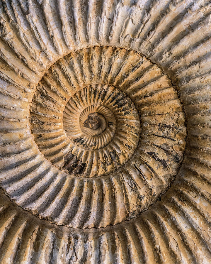 Earth treasures - An old ammonite shell Photograph by Jaroslaw Blaminsky