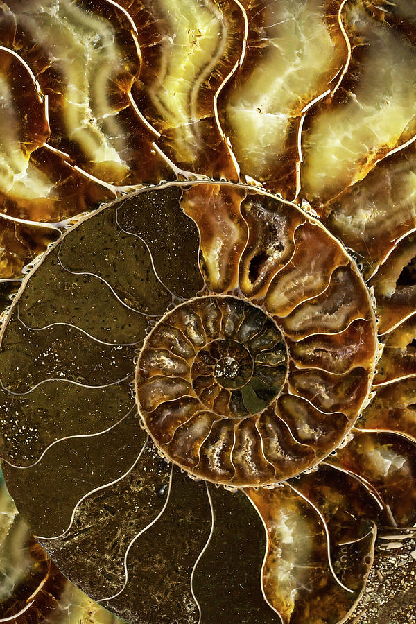 Earth treasures - brown and yellow ammonite Photograph by Jaroslaw Blaminsky