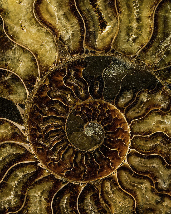 Earth treasures - Dark and light brown fossil Photograph by Jaroslaw Blaminsky