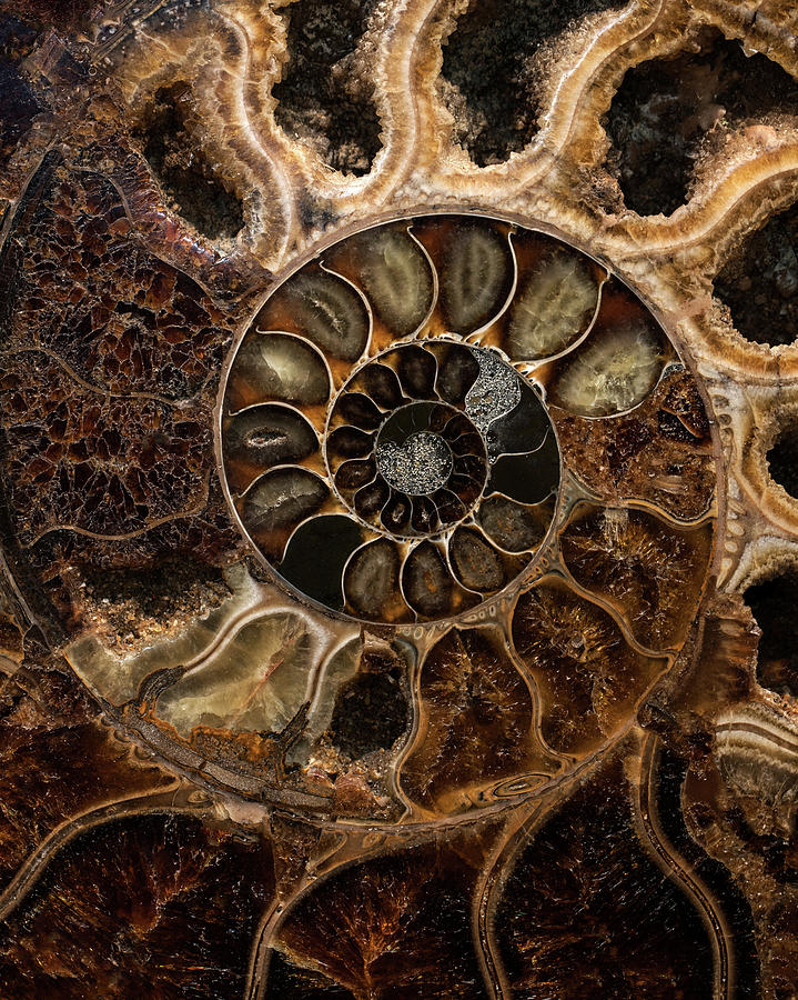 Earth treasures - fossil in brown and beige tones Photograph by Jaroslaw Blaminsky