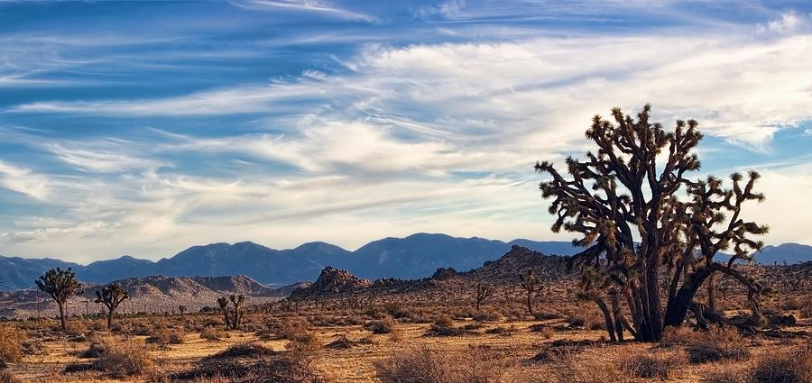 Earthsong - Melody of the Mojave Desert Photograph by Chrystyne Novack ...