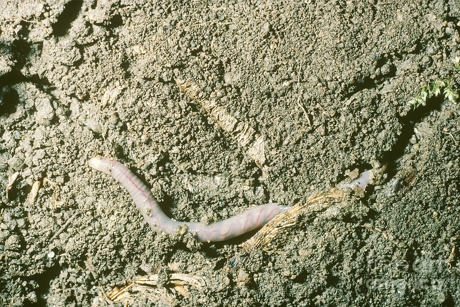 Animal Photograph - Earthworm Burrowing In Soil by John Kaprielian