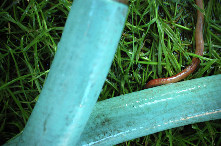 Earthworm Photograph by Exposed Photoworks Fine Art America