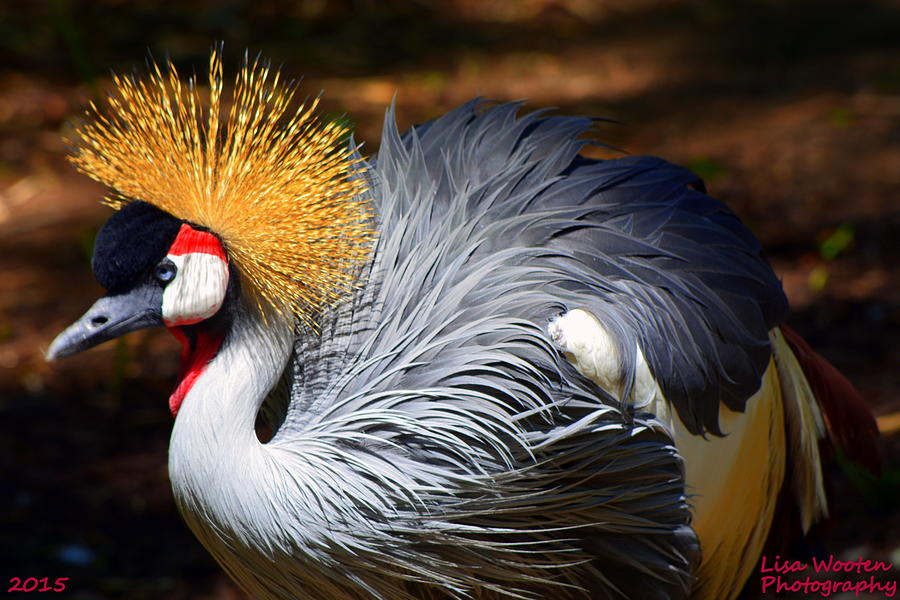 East African Crowned Crane Photograph by Lisa Wooten
