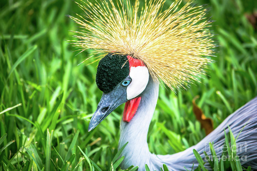 East African Crowned Crane Photograph by Rene Triay FineArt Photos