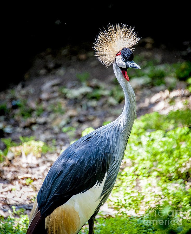 East African Crowned Crane Photograph by Rich Governali - Pixels