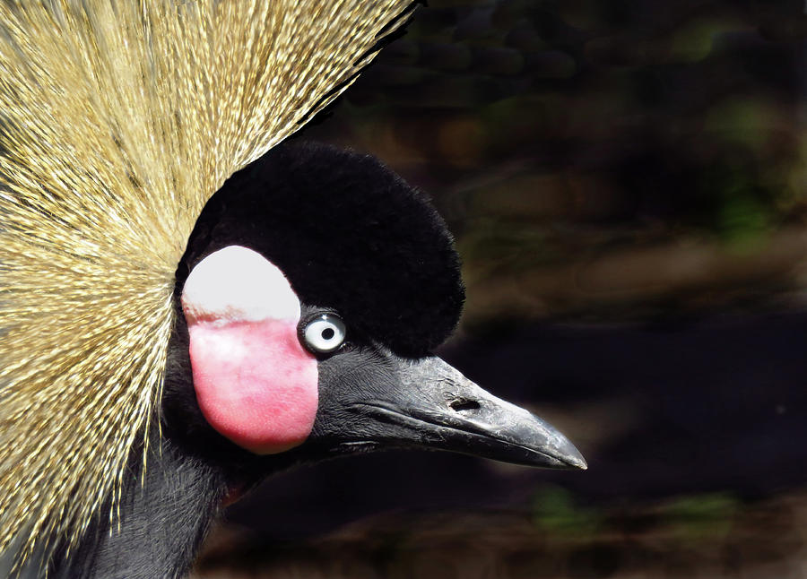 East African Crowned Crane Photograph by Rosalie Scanlon