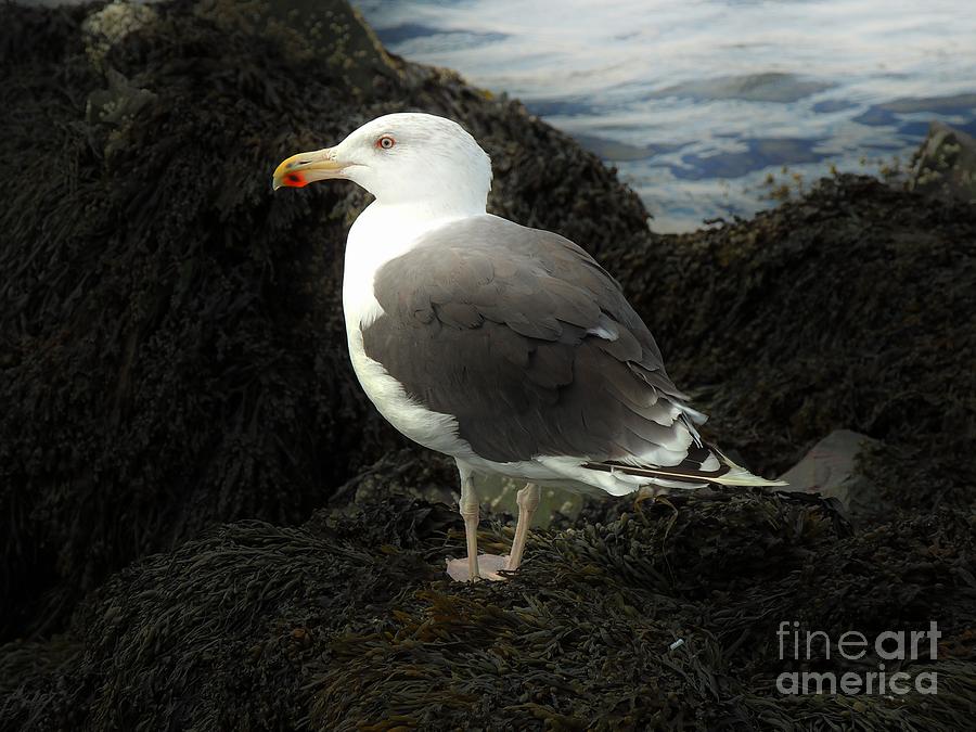 East Coast Herring Seagull Photograph by Marcia Lee Jones