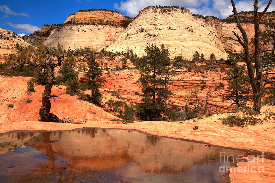 East Zion National Park Reflections Photograph by Adam Jewell