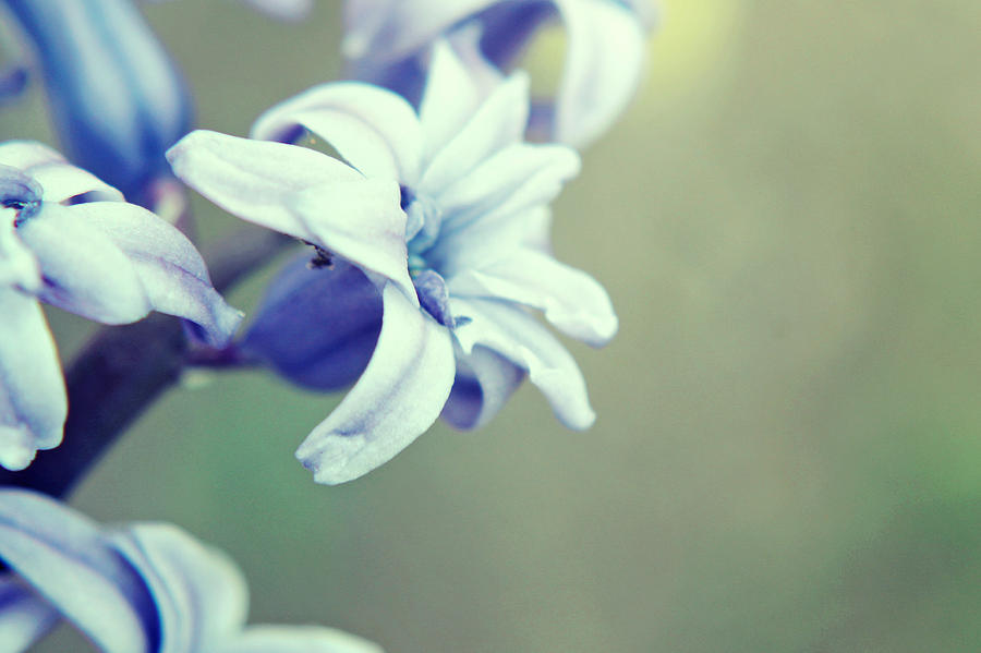 Flower Photograph - Easter Blue by Tiffany Jean