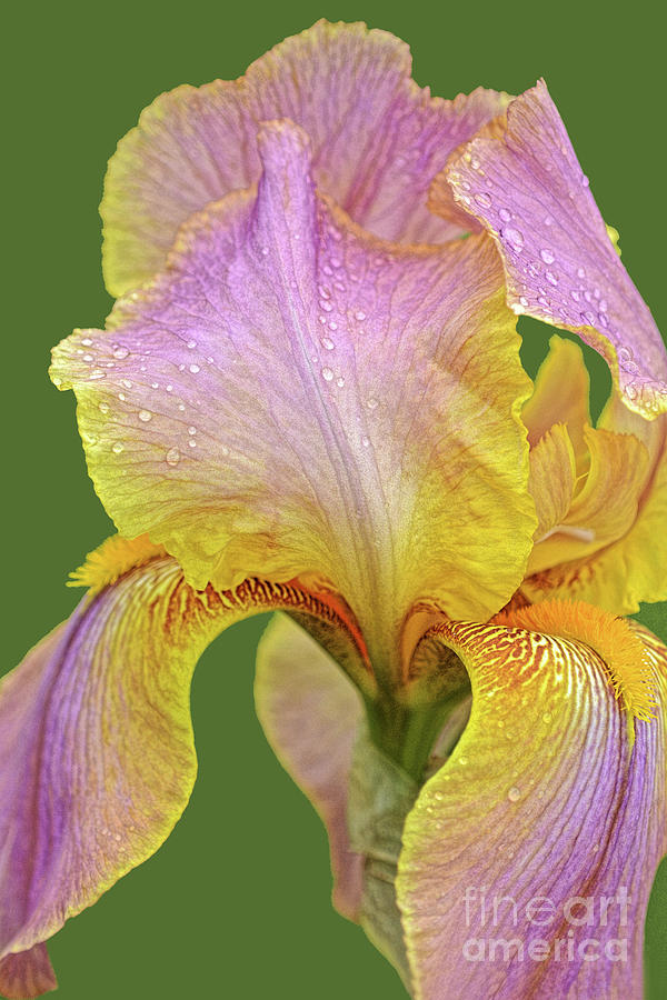 Iris Photograph - Easter Bonnet Bearded Iris by Regina Geoghan