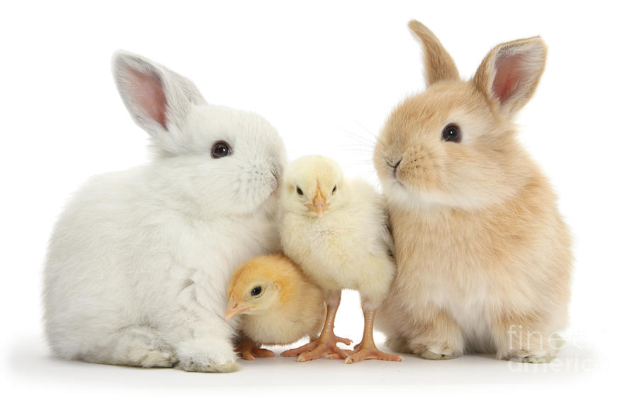 Easter Bunnies and Chicks Photograph by Warren Photographic
