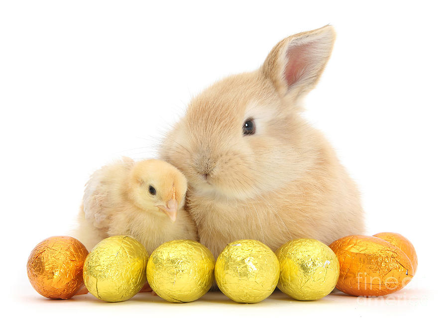 Easter Bunny and Chick Photograph by Warren Photographic