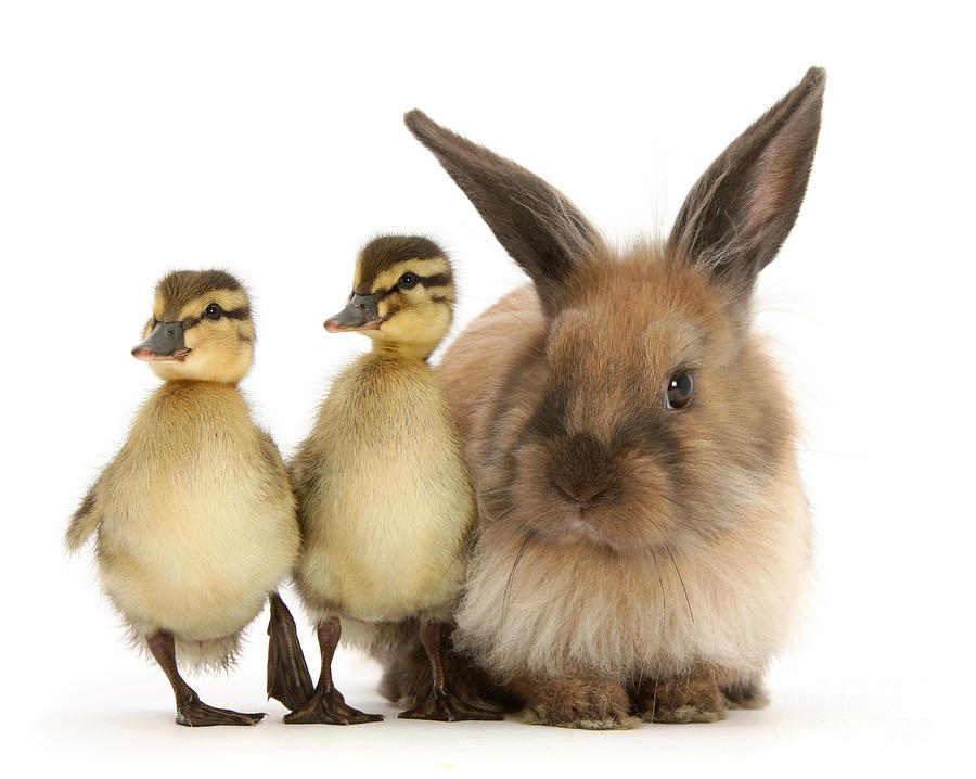Easter Bunny and Duckies Photograph by Warren Photographic