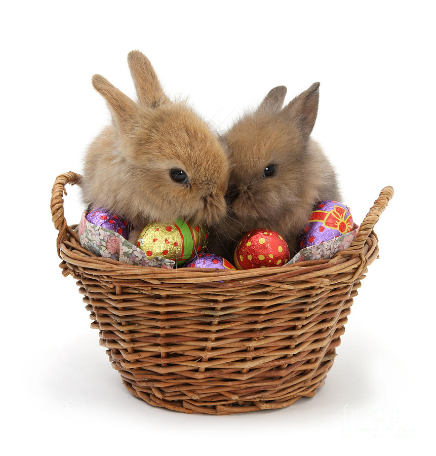 Easter Bunny Basket Photograph by Warren Photographic