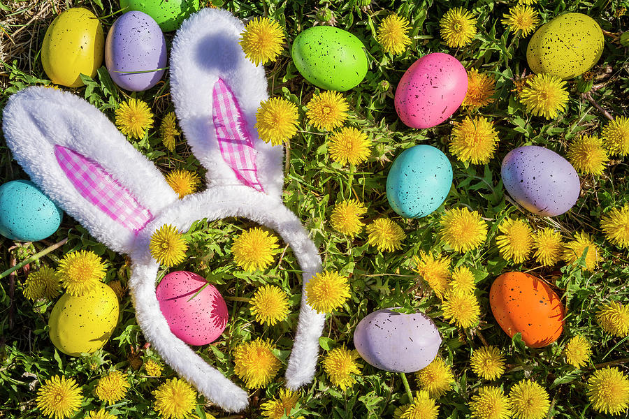 Easter Bunny Ears Photograph by Teri Virbickis