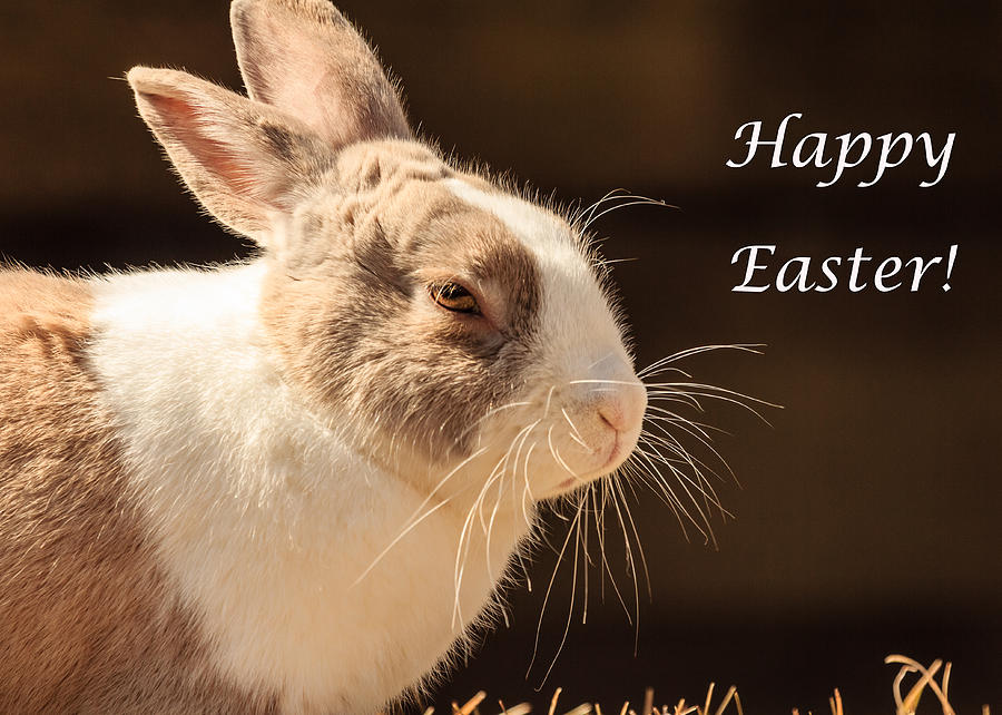 Easter Bunny Greeting Card Photograph by Joni Eskridge