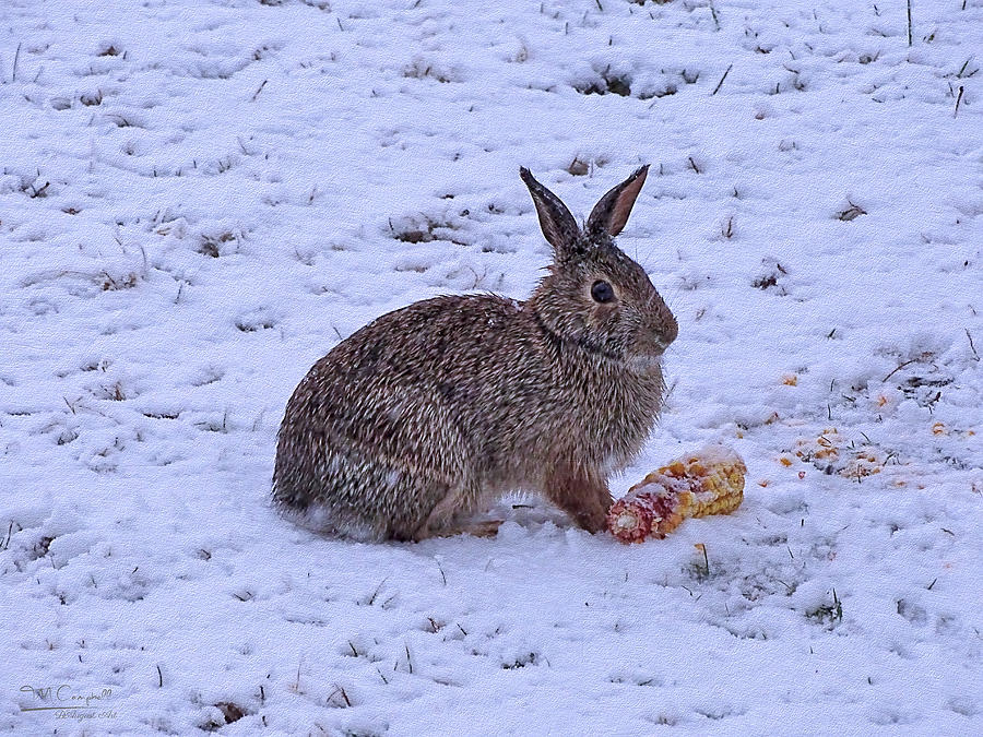 Easter Bunny In February Photograph by Theresa Campbell