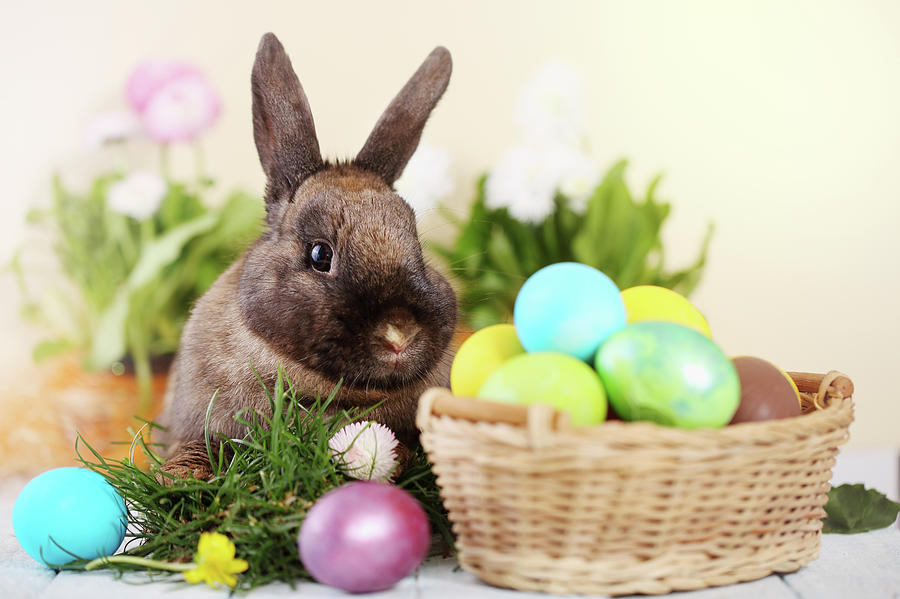 Easter Bunny Photograph
