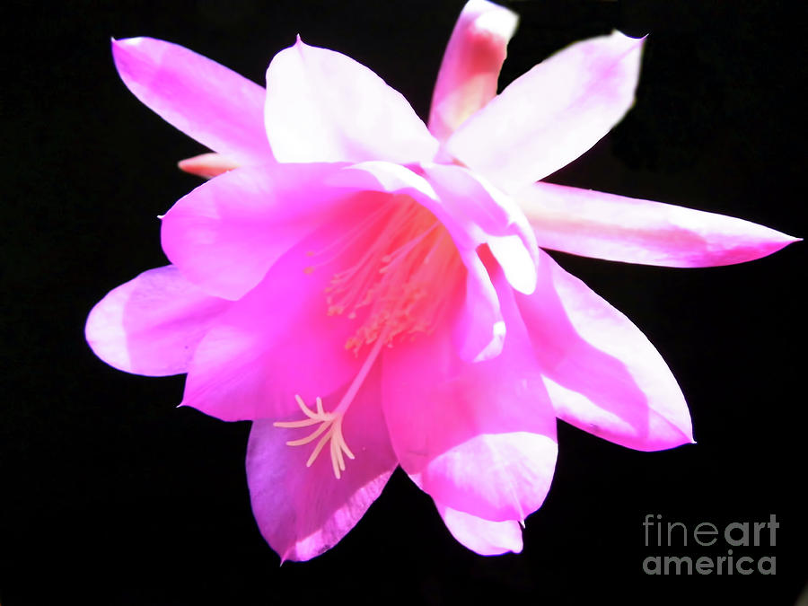Easter Cactus Blossom Photograph by D Hackett