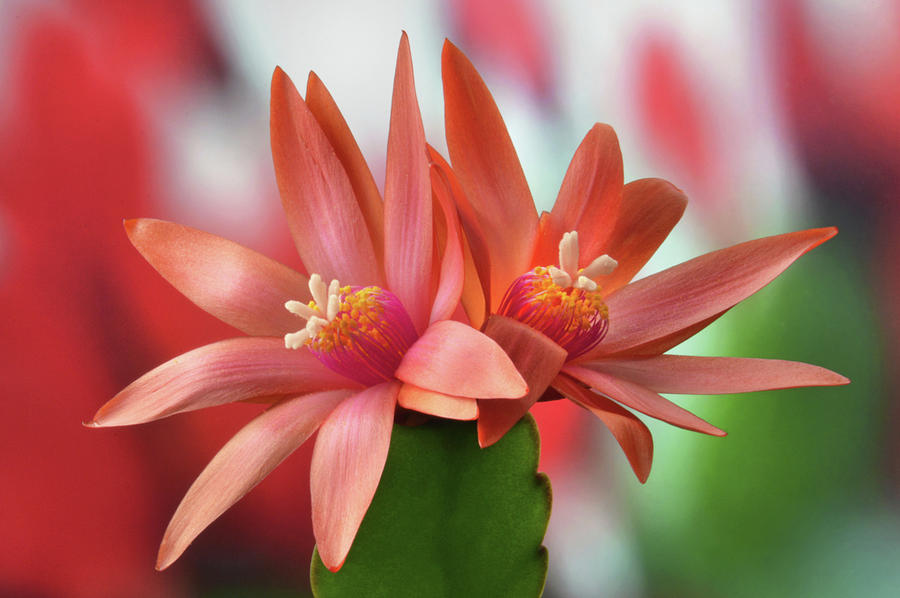 Easter Cactus Photograph by Terence Davis