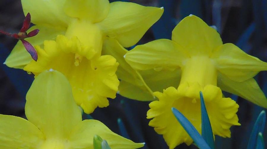 Easter Daffodils Photograph by Charlotte Gray - Fine Art America