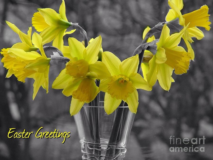 Easter Daffodils Photograph by Joan-Violet Stretch