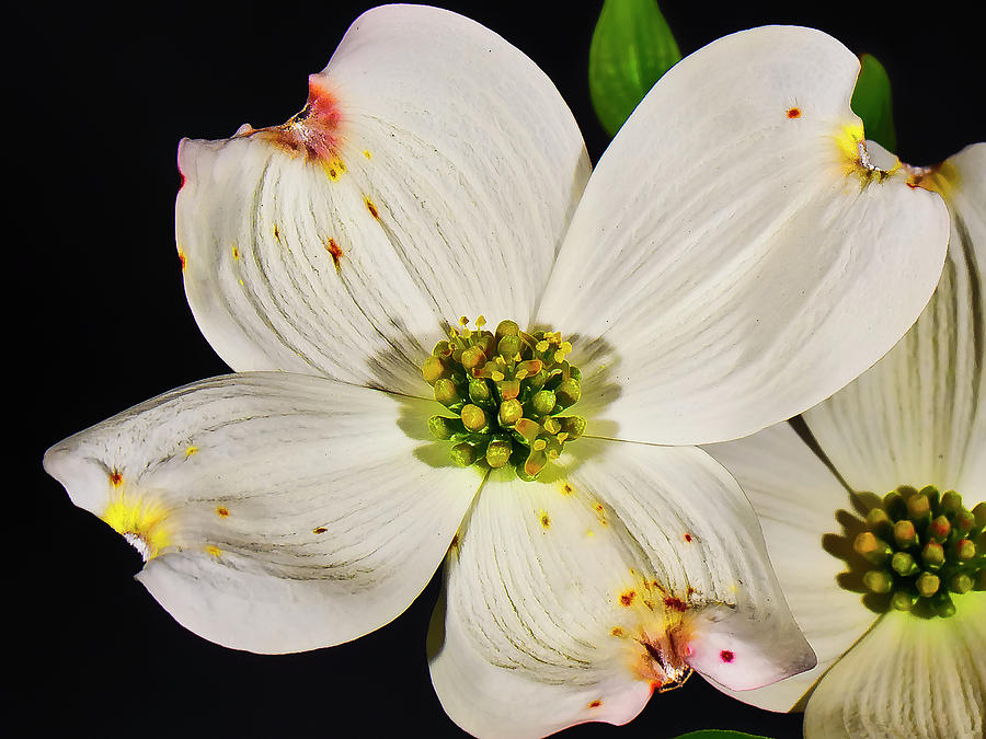 Flower Photograph - Easter Dogwood by Michael Putnam