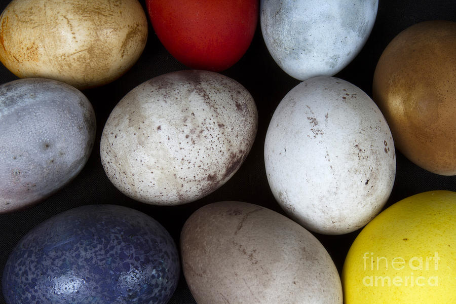 Easter eggs Photograph by Karen Foley