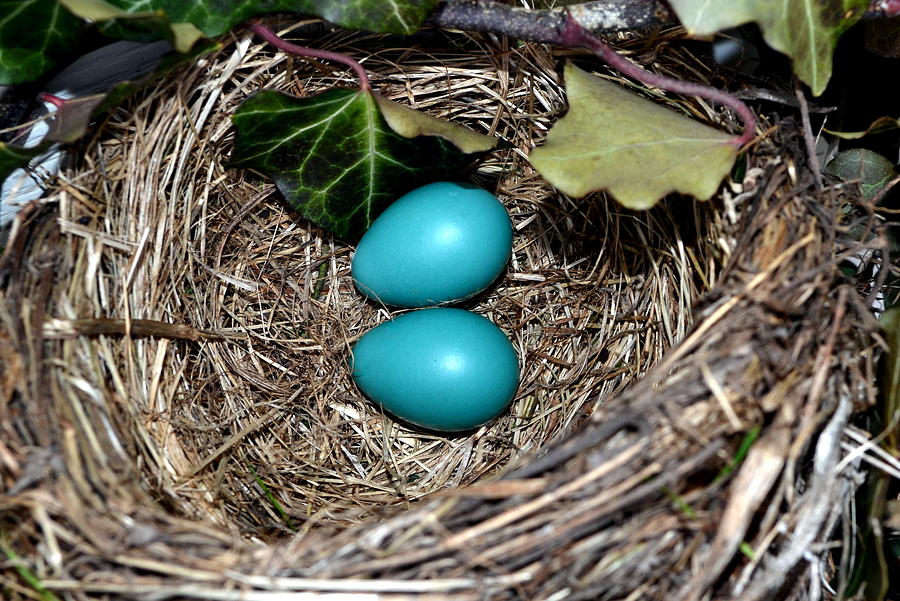Easter Eggs Photograph by Michelle Calkins
