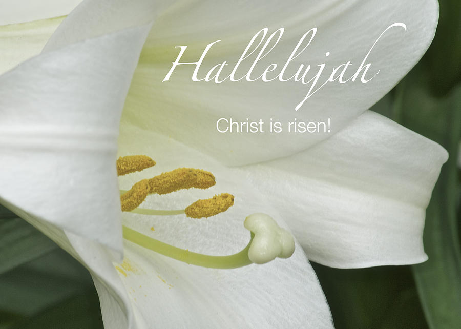 Easter Hallelujah Photograph by Michael Peychich - Pixels