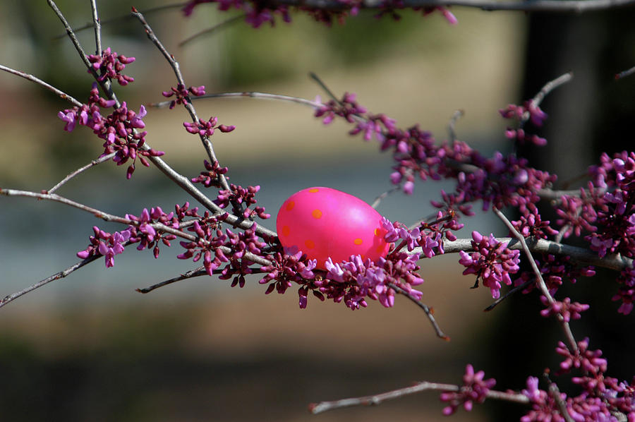 Easter In Fuchsia And Purple Photograph