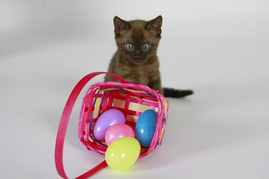 Easter Kitten Photograph by Shoal Hollingsworth