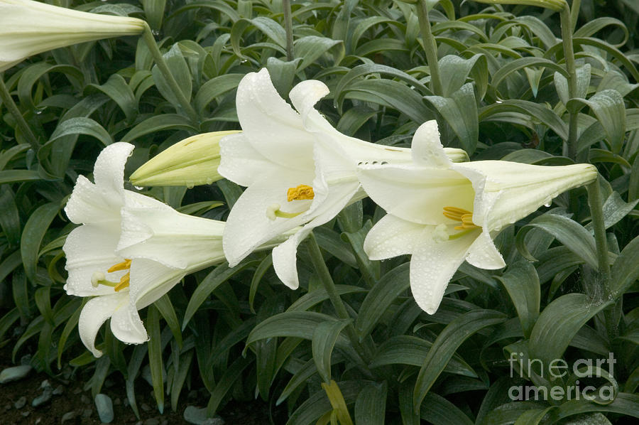 Easter Lilies Blooming Outdoors Photograph by Inga Spence