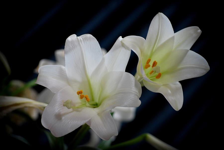 Easter Lilies Photograph