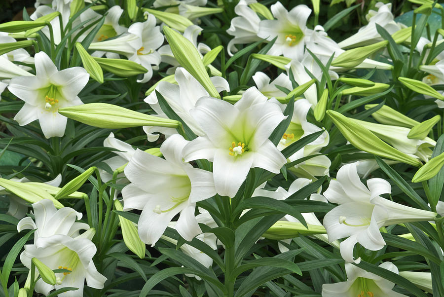 Easter lilies Galore Photograph by Michael Peychich
