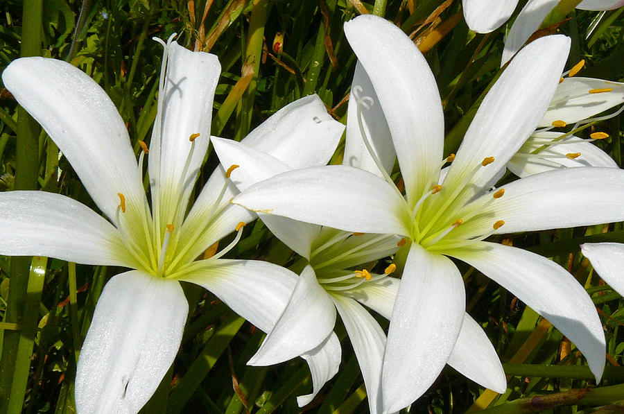 Easter Lilies Photograph by Kristy Holliday Main - Fine Art America