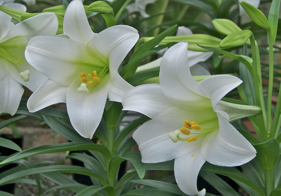 Easter Photograph - Easter Lilies by Michael Peychich